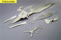 藏品(瓶鼻海豚)的圖片